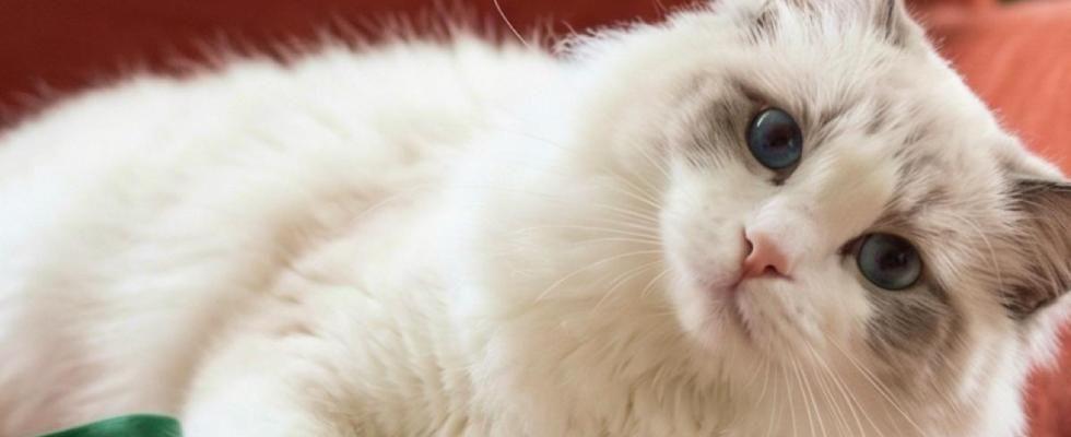 Рязанский котапрель