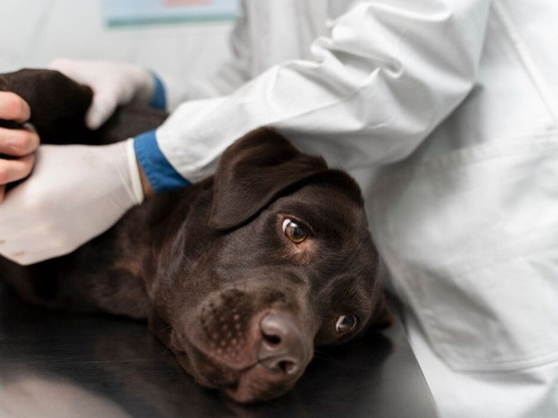 «Росгосстрах» и «Пульс»: две трети клиентов, страхующих животных, опасаются последствий укуса клеща