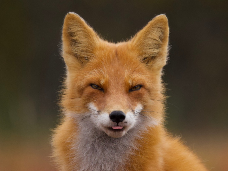 18 мая — премьера фильма «Огненный лис»