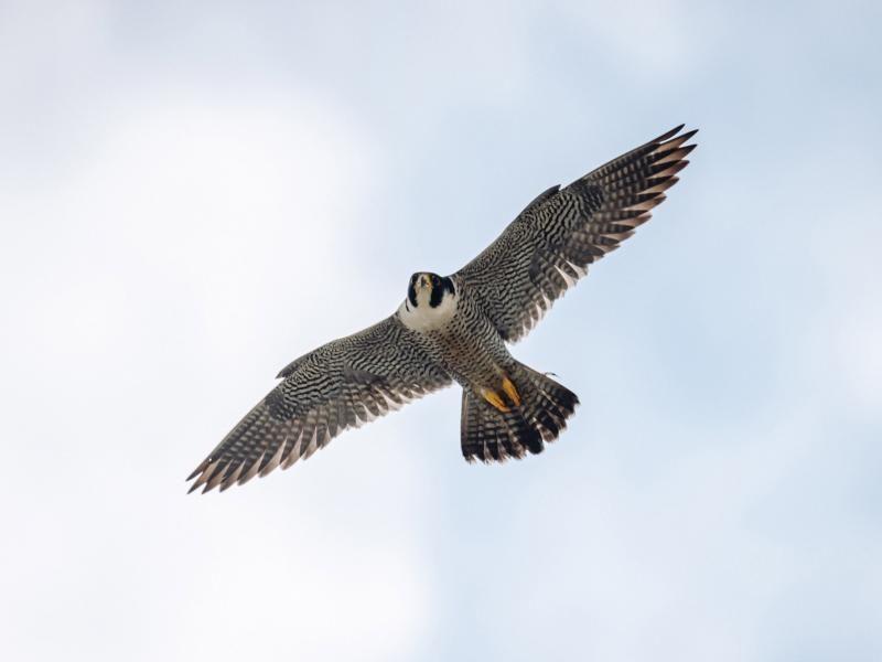 Сапсаны Уралсиба прилетели в Уфу с весной на крыльях