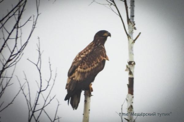 В Рязанской области засняли белохвостых орланов
