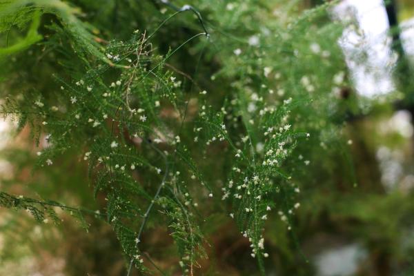 На биостанции РГУ расцвел «ложный папоротник»