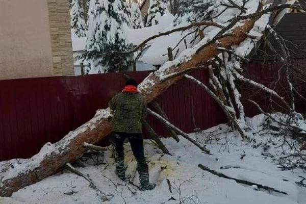 В Солотче начали работу по распиливанию упавших деревьев
