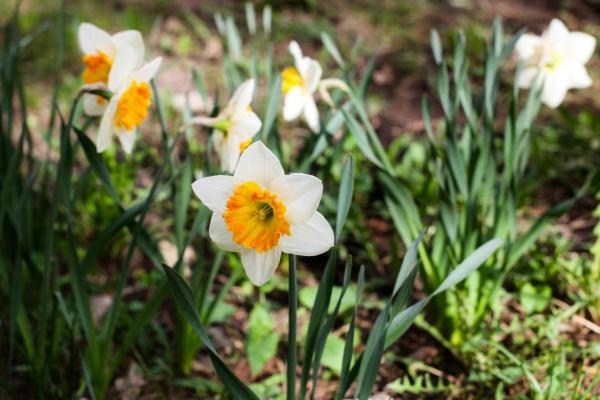 Билогическая станция РГУ: первоцветы в этом году ожидаются позже, чем в прошлом
