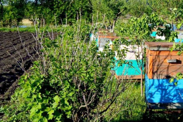 В Пронском районе массово погибли пчелы