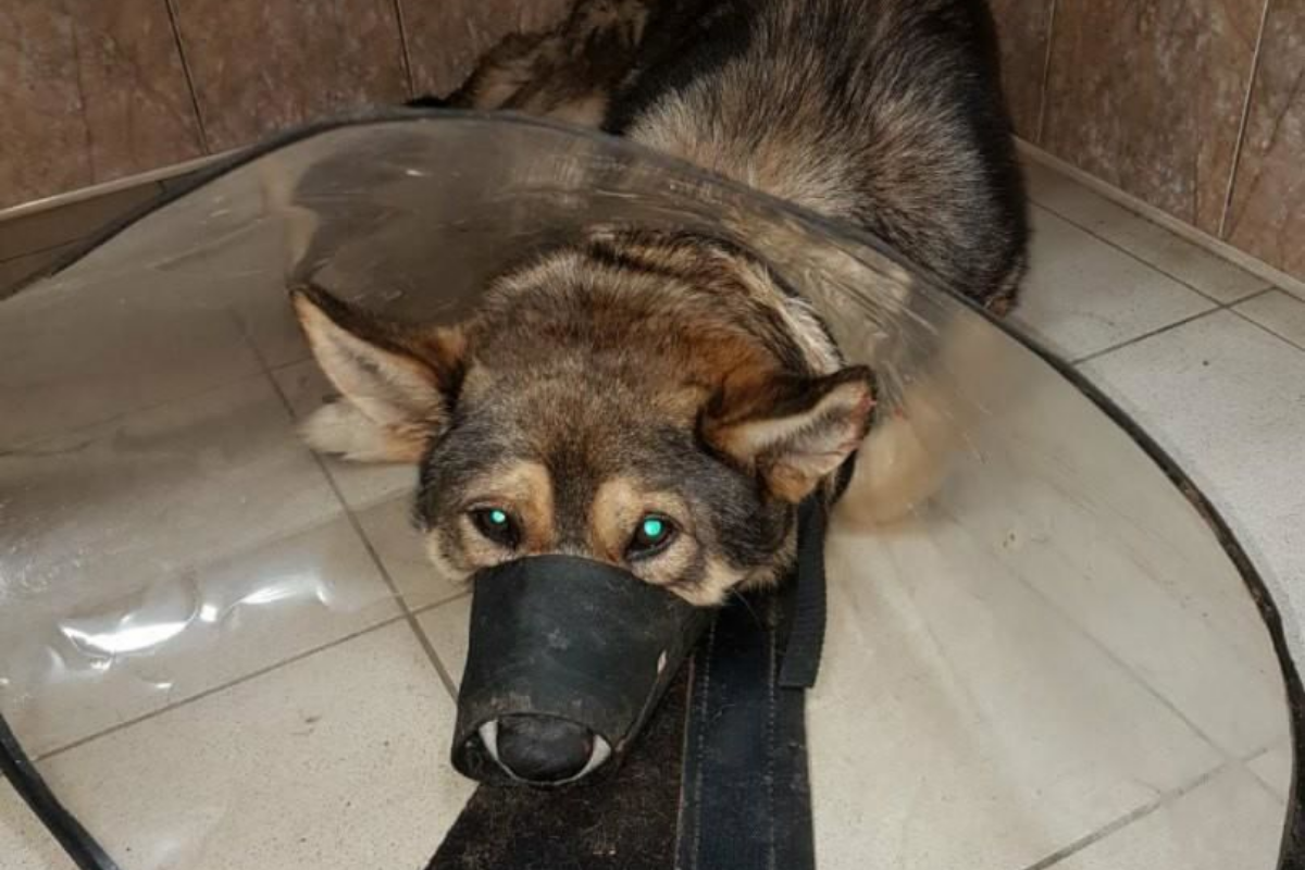 пес кот рязань. пес кот рязань. собака мухтар крымск. домашние животное мухтар. кот кремлевский.