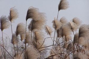 Рязанцев предупредили о сильном ветре