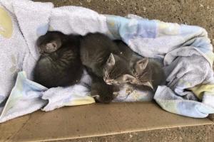 В Рязанской области неизвестные выбросили котят на оживленную трассу