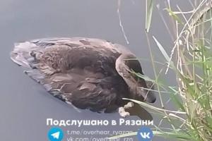 Рязанцы спасли утку, застрявшую в грязи на Черезовских прудах