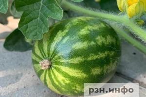 В Роспотребнадзоре напомнили, как правильно выбирать арбуз и дыню