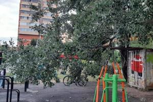 Рязанцы выразили недовольство нависшей над спортивной площадкой веткой