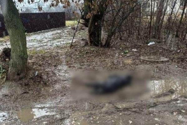 Рязанка сняла труп собаки, который не могут убрать с улицы уже несколько дней