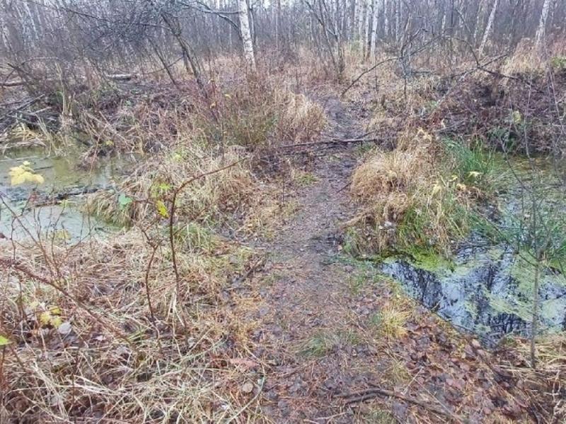 В Рязанской области обнаружили тело пропавшего мужчины в болоте