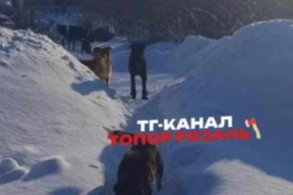 В Рязани служба отлова поймает собак после жалоб рязанки на их агрессию