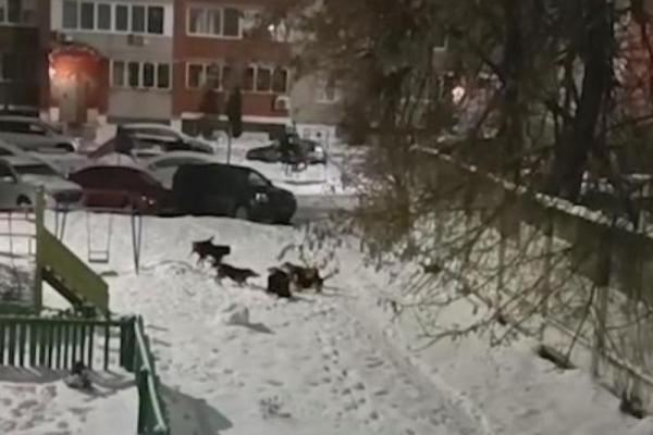 Бездомные собаки загрызли йоркширского терьера в Рязани