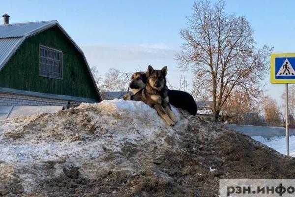 В одном из округов Рязанской области проведут отлов бездомных собак 8 мая