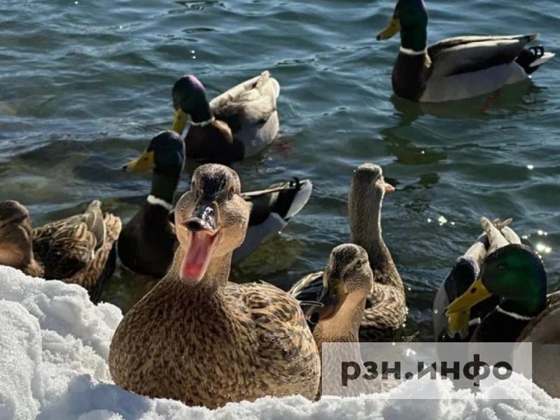 Губернатор повысил лимиты добычи охотничьих ресурсов в Рязанской области