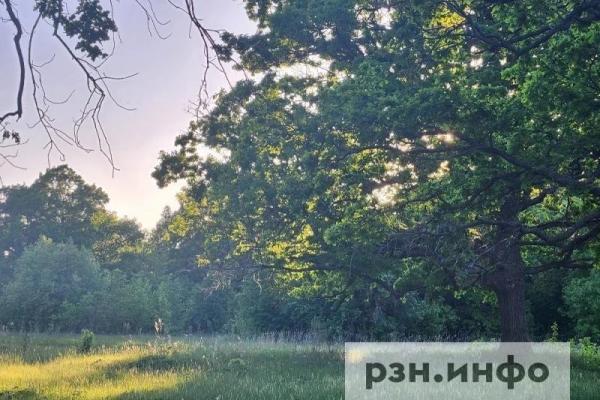 Группа грибников заблудилась в Рязанской области