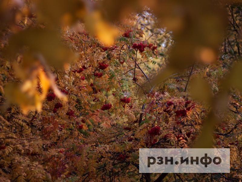 Ученые заявили, что осень в Рязанскую область придет раньше срока