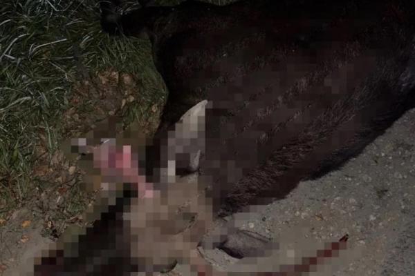 Под Рязанью автомобиль сбил лося на дороге