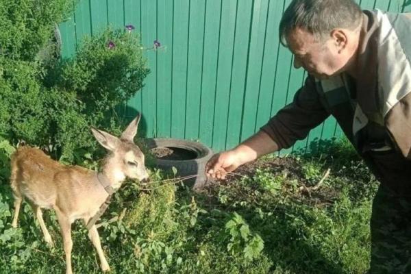 В Рязанской области мужчина спас детеныша косули