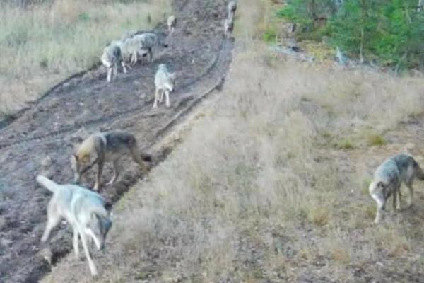 В объектив камеры Окского заповедника попали стая волков, лиса и заяц