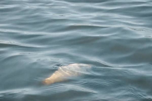 Власти не спешат спасать рязанскую речку, в которой потемнела вода и погибла рыба