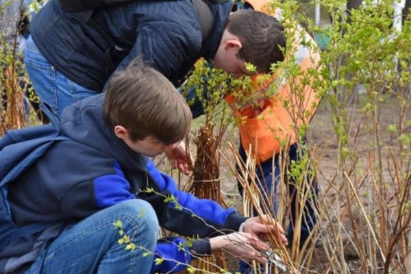 Озеленение Рязани превратилось в фикцию