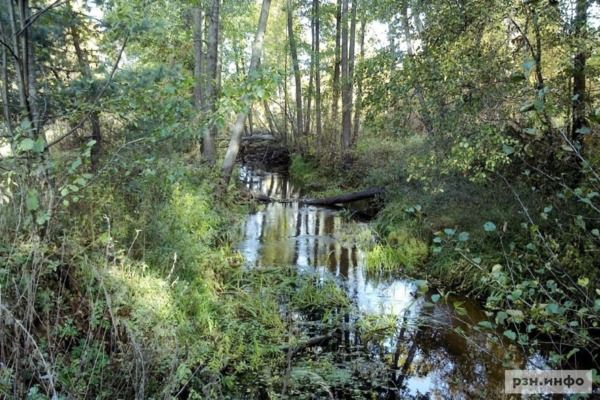 РЗН.Инфо публикует подсказки для тех, кто ищет в рязанском лесу слиток серебра