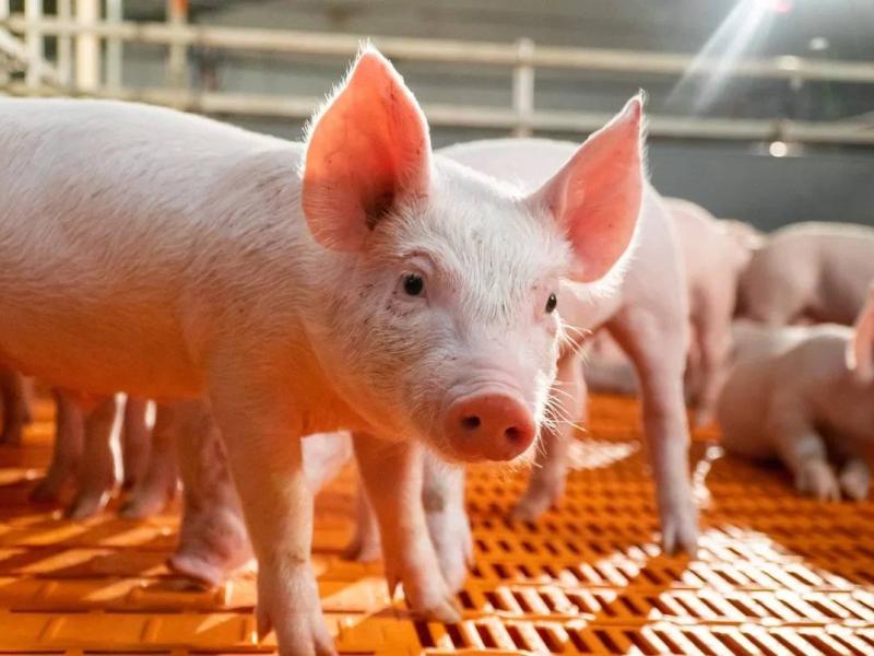 ГК «Агропромкомплектация»: от поля до прилавка. Как работают свиноводческие комплексы в Рязанской области